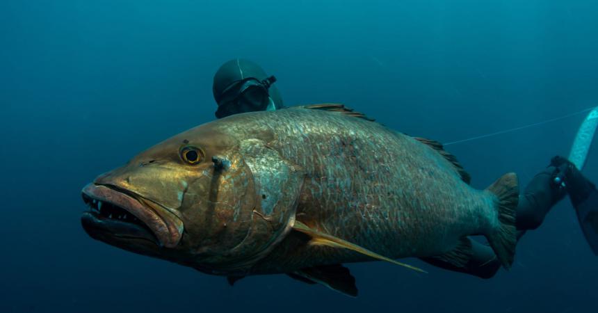 Spearfishing session with Nicola Manfredi