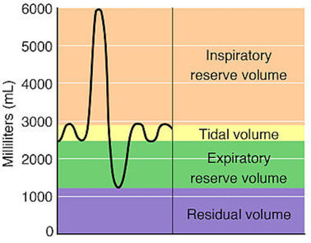 Spirometry_and_Respiratory_Volumes