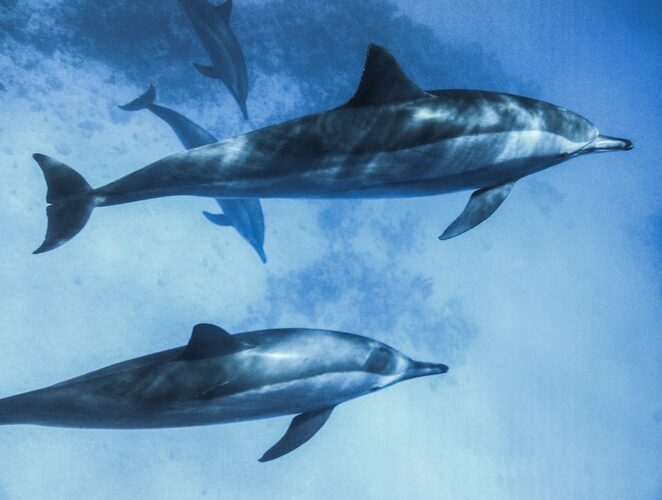 Dolphins